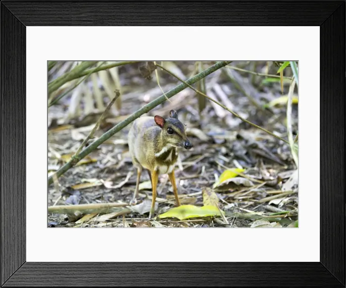 Framed Print : Picture No. 11050716 Framed Print : Picture No. 11050716