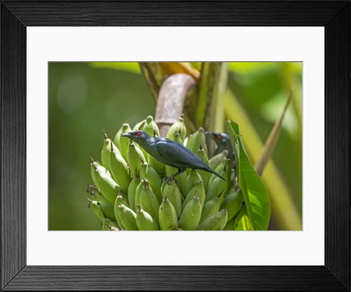 Framed Print : Picture No. 11050721 Framed Print : Picture No. 11050721