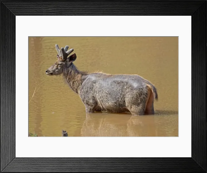 Framed Print : Picture No. 11050723 Framed Print : Picture No. 11050723