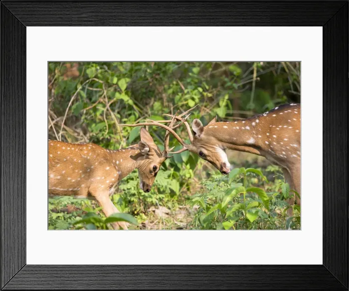 Framed Print : Picture No. 11050724 Framed Print : Picture No. 11050724