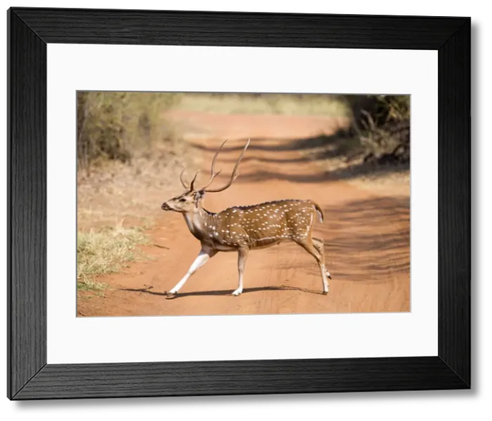 Framed Print : Picture No. 11050725 Framed Print : Picture No. 11050725