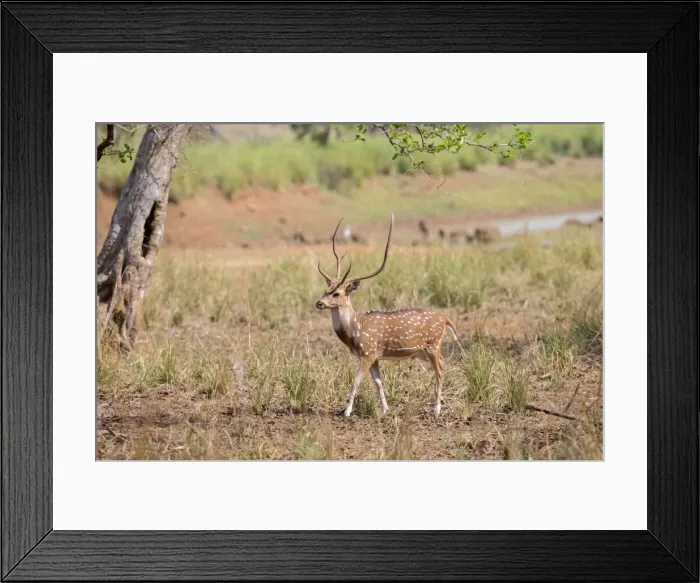 Framed Print : Picture No. 11050726 Framed Print : Picture No. 11050726