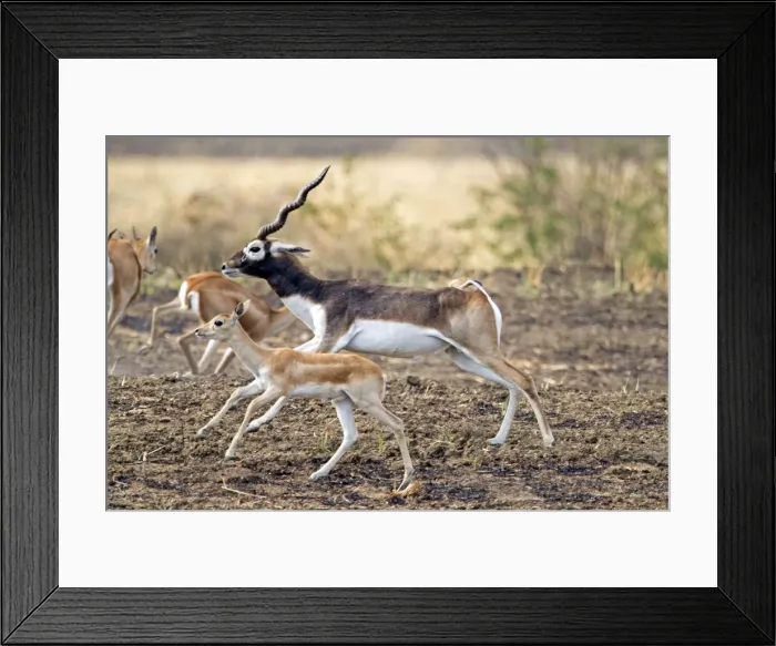 Framed Print : Picture No. 11050727 Framed Print : Picture No. 11050727