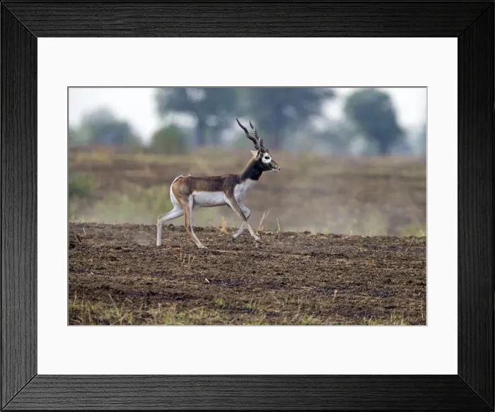 Framed Print : Picture No. 11050728 Framed Print : Picture No. 11050728