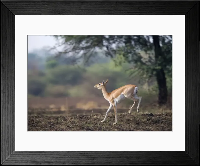 Framed Print : Picture No. 11050729 Framed Print : Picture No. 11050729