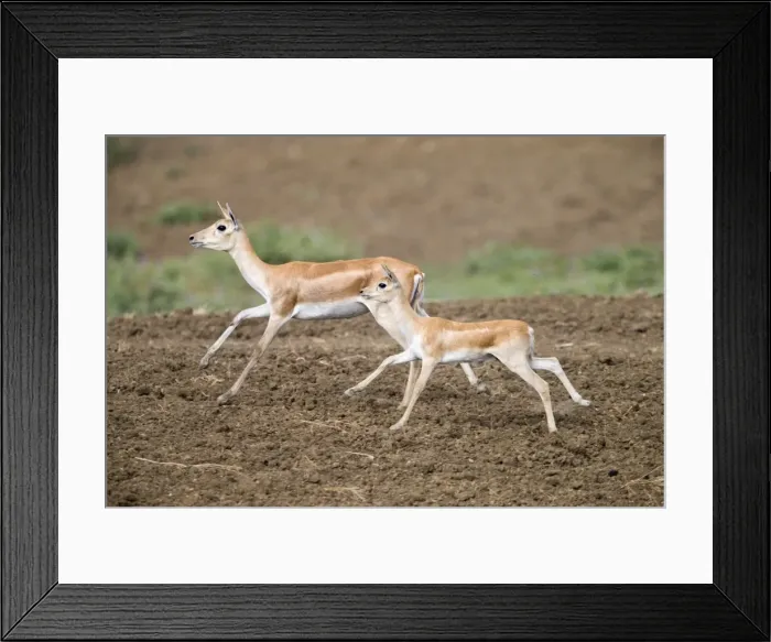 Framed Print : Picture No. 11050730 Framed Print : Picture No. 11050730
