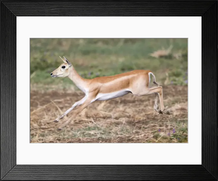 Framed Print : Picture No. 11050731 Framed Print : Picture No. 11050731