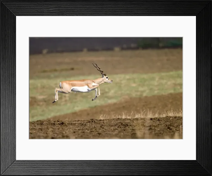 Framed Print : Picture No. 11050733 Framed Print : Picture No. 11050733
