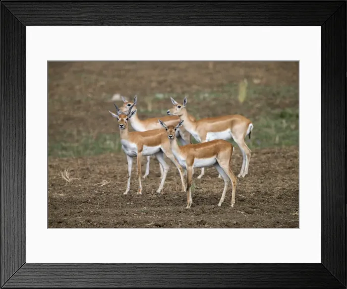 Framed Print : Picture No. 11050732 Framed Print : Picture No. 11050732