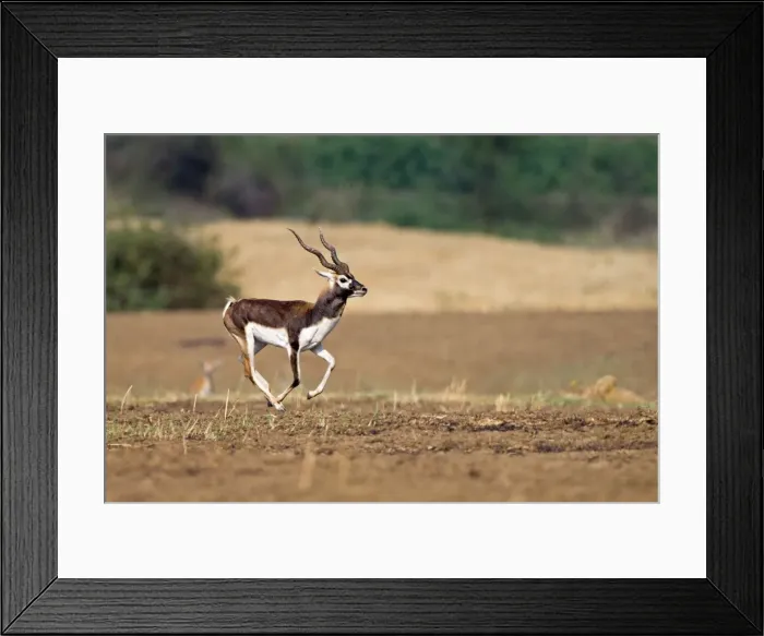 Framed Print : Picture No. 11050734 Framed Print : Picture No. 11050734