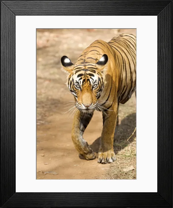 Framed Print : Picture No. 11050736 Framed Print : Picture No. 11050736