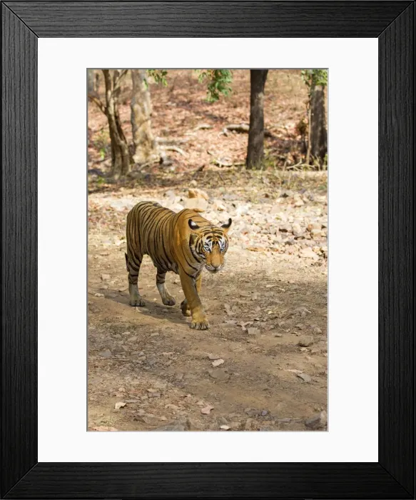 Framed Print : Picture No. 11050737 Framed Print : Picture No. 11050737