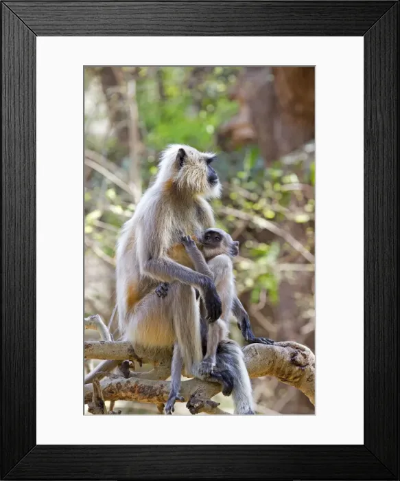 Framed Print : Picture No. 11050740 Framed Print : Picture No. 11050740