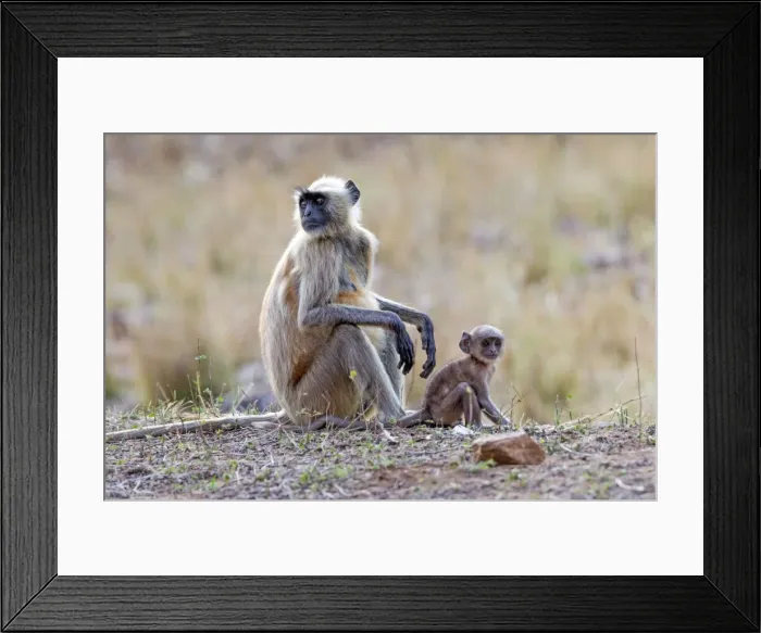 Framed Print : Picture No. 11050741 Framed Print : Picture No. 11050741