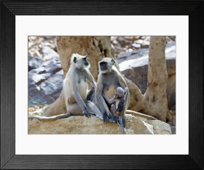 Framed Print : Picture No. 11050742 Framed Print : Picture No. 11050742