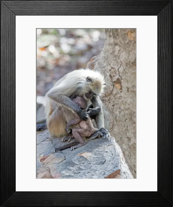 Framed Print : Picture No. 11050743 Framed Print : Picture No. 11050743