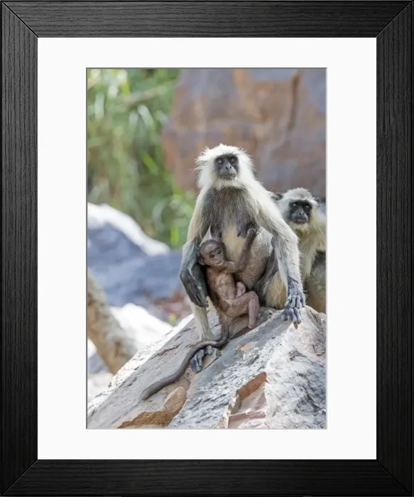 Framed Print : Picture No. 11050744 Framed Print : Picture No. 11050744