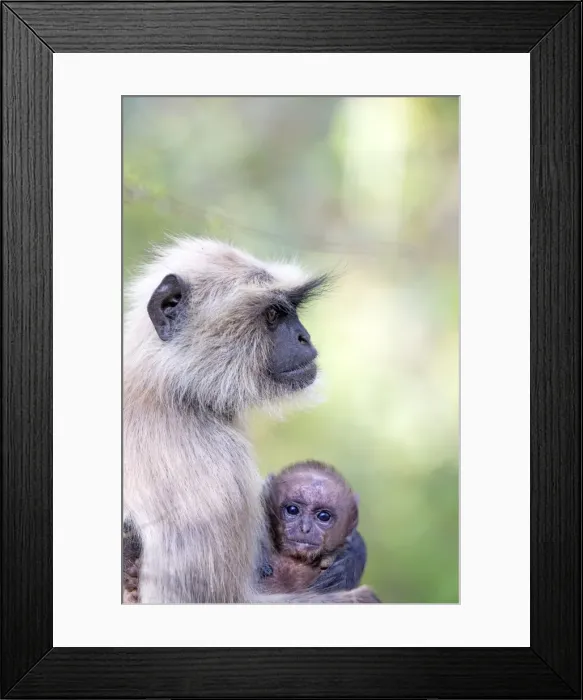 Framed Print : Picture No. 11050745 Framed Print : Picture No. 11050745