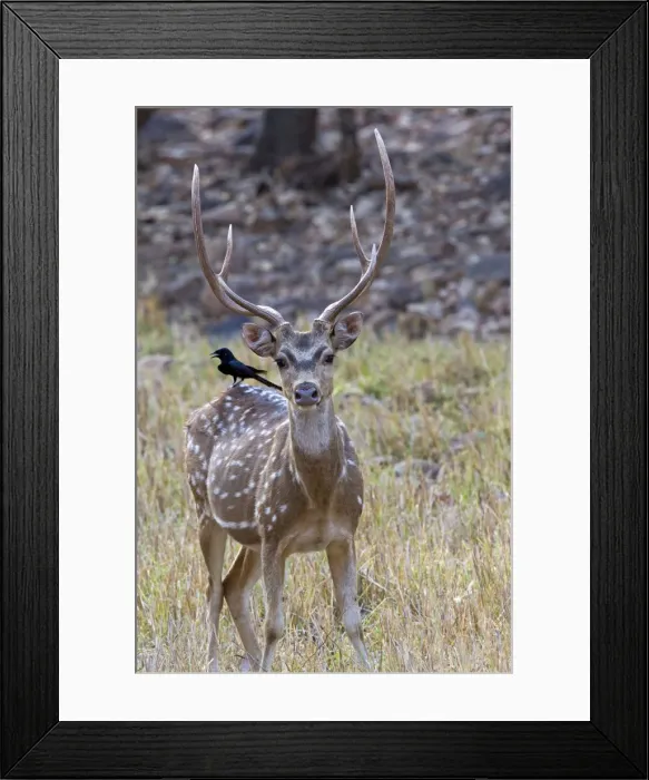 Framed Print : Picture No. 11050746 Framed Print : Picture No. 11050746