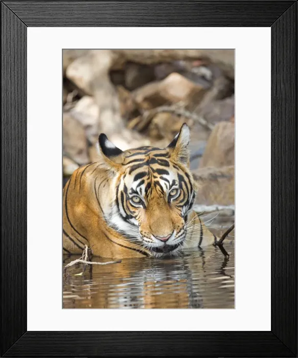 Framed Print : Picture No. 11050747 Framed Print : Picture No. 11050747