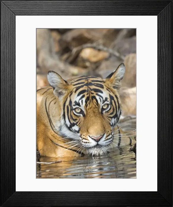 Framed Print : Picture No. 11050748 Framed Print : Picture No. 11050748