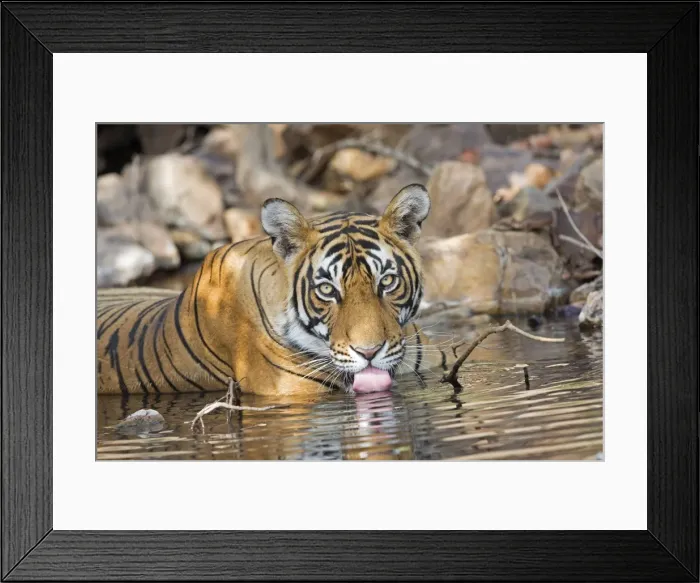 Framed Print : Picture No. 11050749