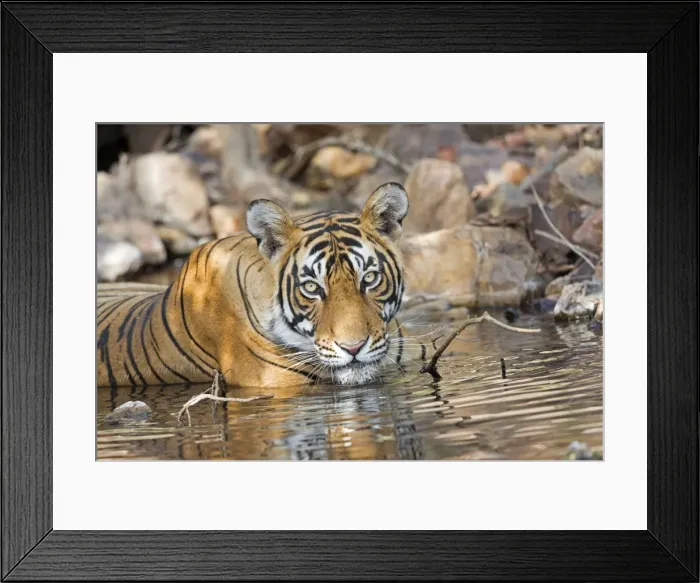 Framed Print : Picture No. 11050750 Framed Print : Picture No. 11050750