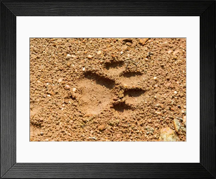 Framed Print : Picture No. 11050751 Framed Print : Picture No. 11050751
