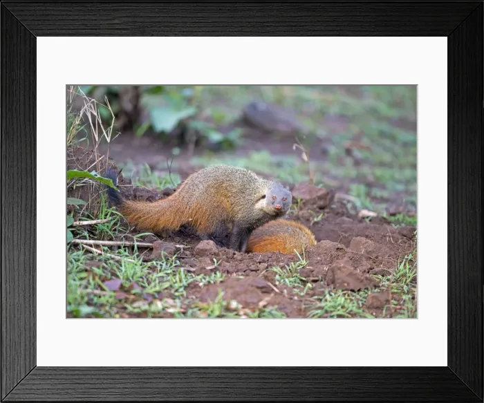 Framed Print : Picture No. 11050752 Framed Print : Picture No. 11050752