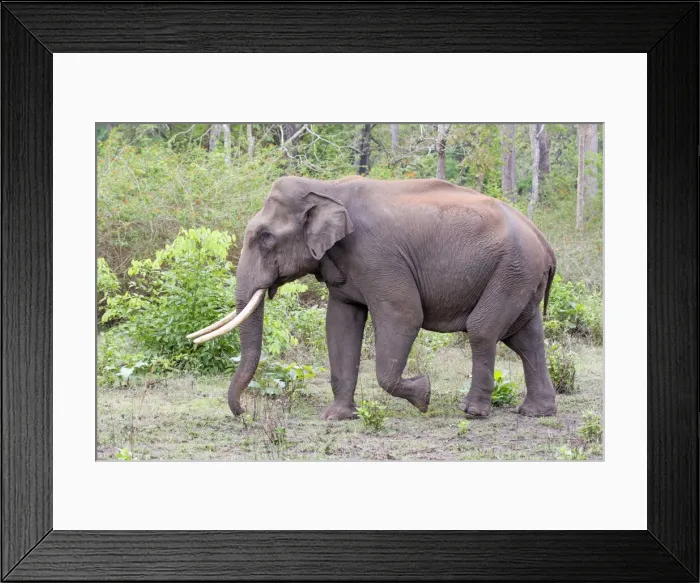 Framed Print : Picture No. 11050753 Framed Print : Picture No. 11050753