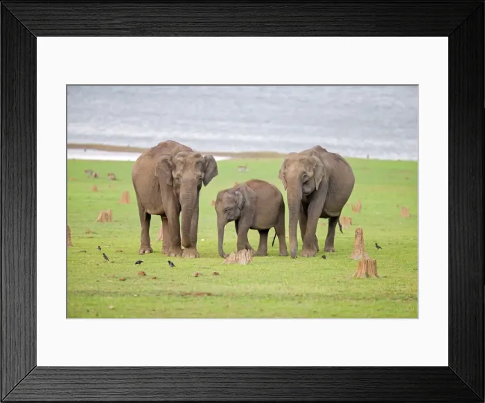 Framed Print : Picture No. 11050754 Framed Print : Picture No. 11050754