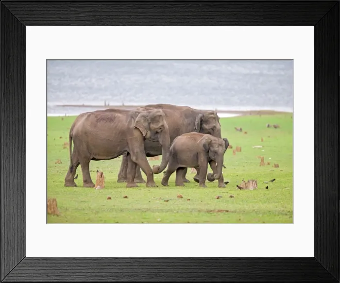 Framed Print : Picture No. 11050755 Framed Print : Picture No. 11050755