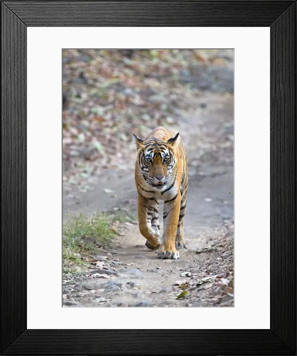 Framed Print : Picture No. 11050756 Framed Print : Picture No. 11050756