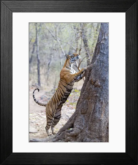 Framed Print : Picture No. 11050757