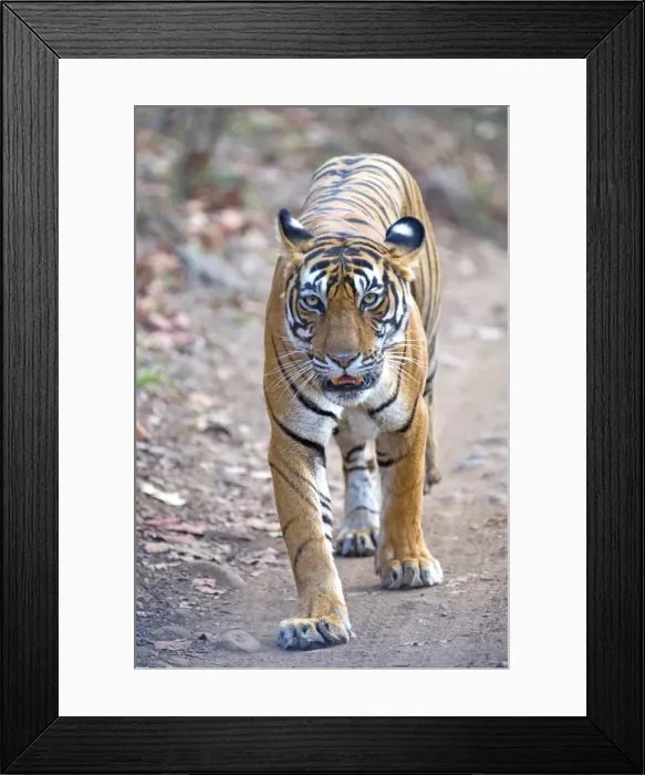 Framed Print : Picture No. 11050760 Framed Print : Picture No. 11050760