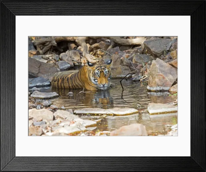 Framed Print : Picture No. 11050761