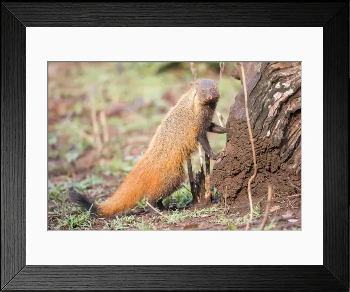 Framed Print : Picture No. 11050762 Framed Print : Picture No. 11050762