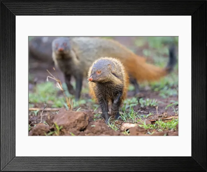 Framed Print : Picture No. 11050763 Framed Print : Picture No. 11050763