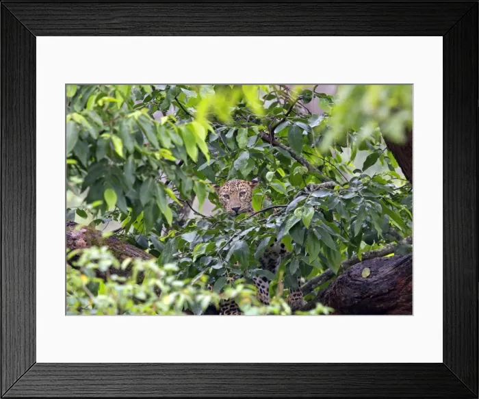 Framed Print : Picture No. 11050764 Framed Print : Picture No. 11050764