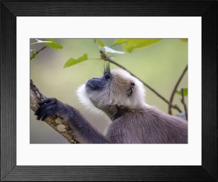 Framed Print : Picture No. 11050765 Framed Print : Picture No. 11050765