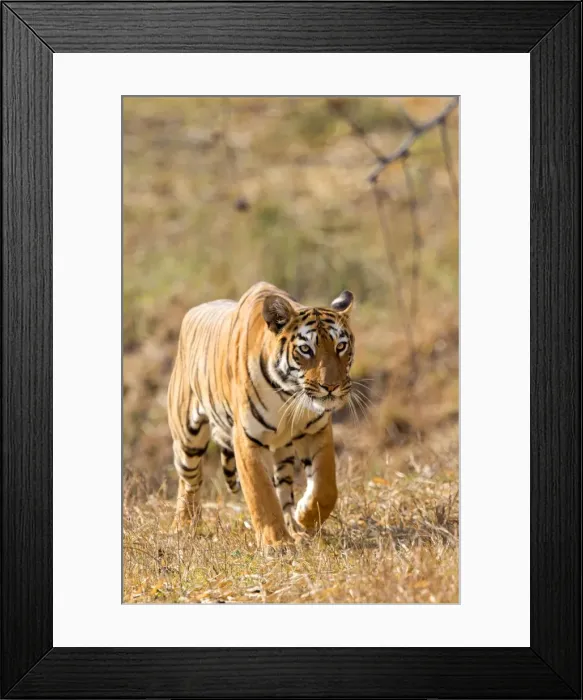 Framed Print : Picture No. 11050766 Framed Print : Picture No. 11050766