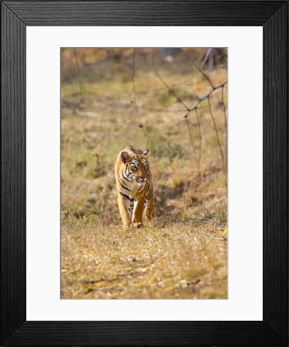 Framed Print : Picture No. 11050767 Framed Print : Picture No. 11050767