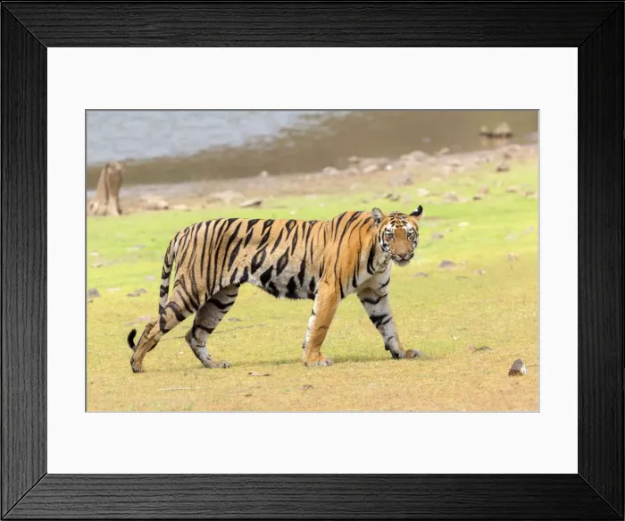 Framed Print : Picture No. 11050770