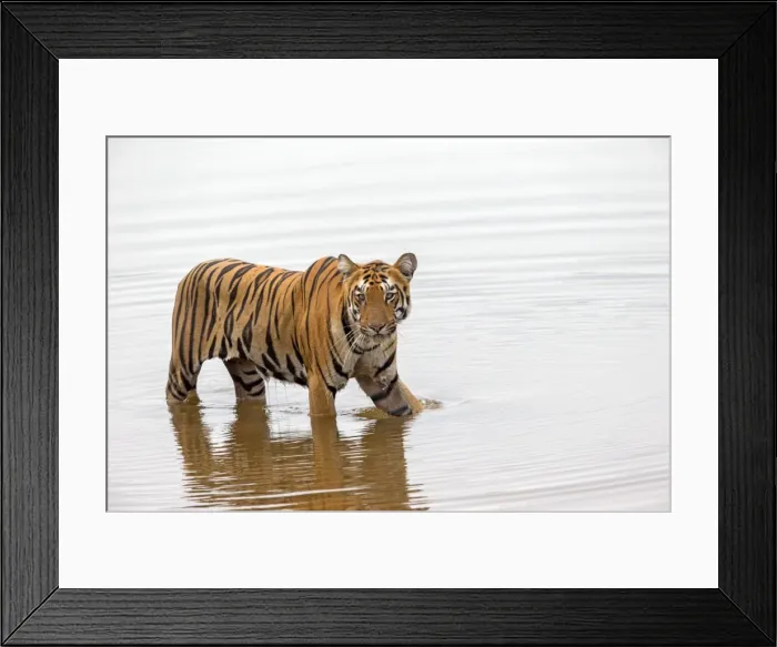 Framed Print : Picture No. 11050771