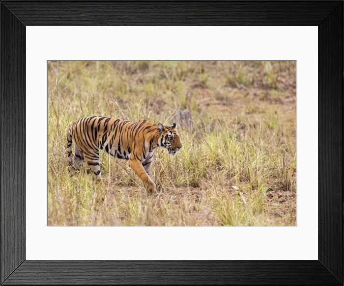 Framed Print : Picture No. 11050772 Framed Print : Picture No. 11050772