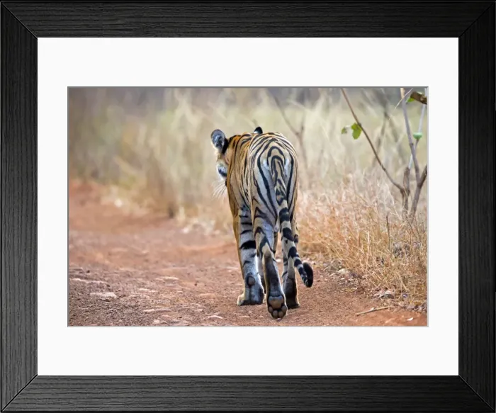 Framed Print : Picture No. 11050773