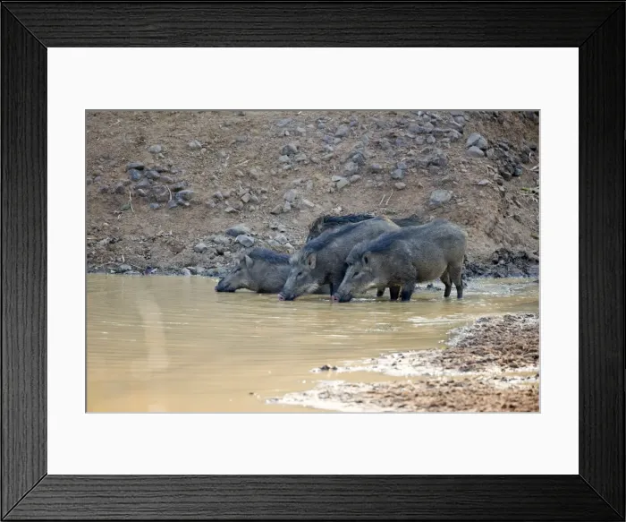 Framed Print : Picture No. 11050774 Framed Print : Picture No. 11050774
