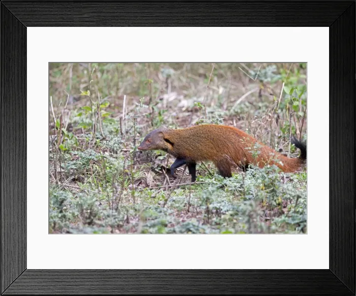 Framed Print : Picture No. 11050778 Framed Print : Picture No. 11050778