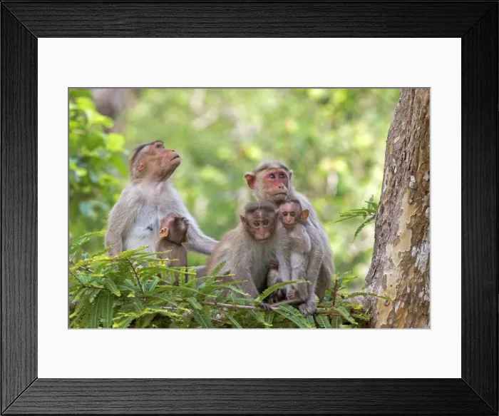Framed Print : Picture No. 11050779 Framed Print : Picture No. 11050779