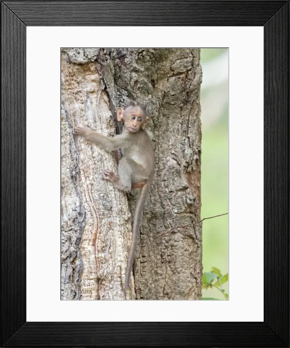 Framed Print : Picture No. 11050780 Framed Print : Picture No. 11050780